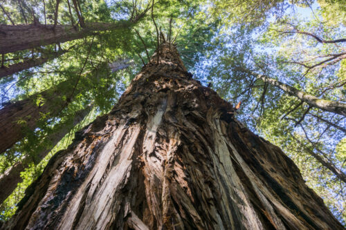 Tall Redwood tree in California