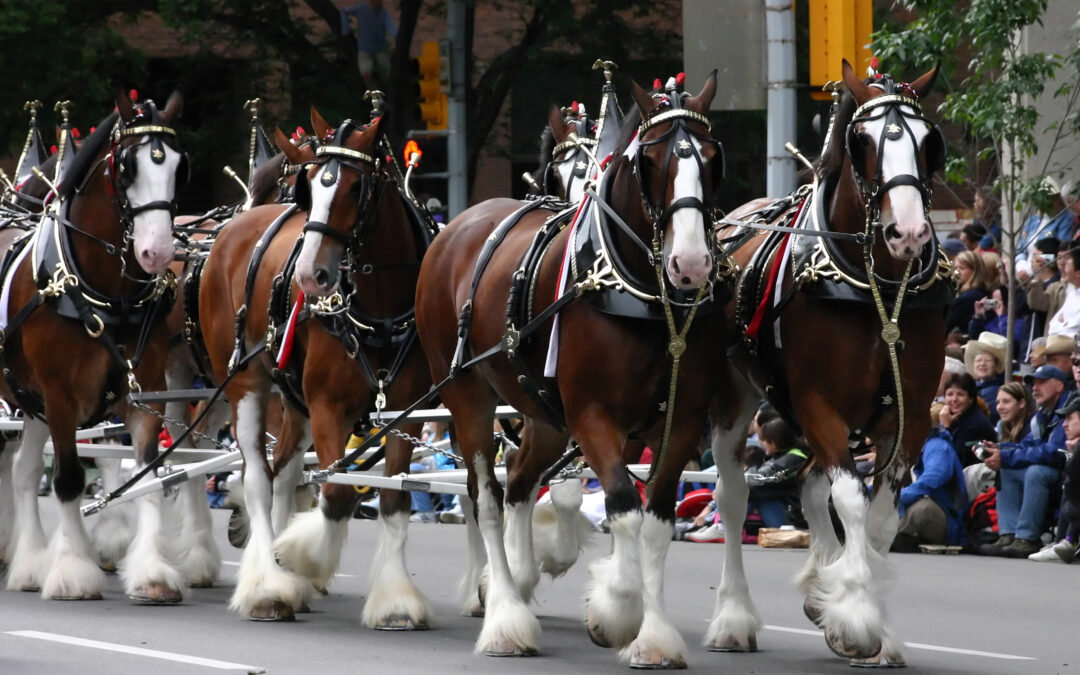 Clydesdales in a World of Unicorns