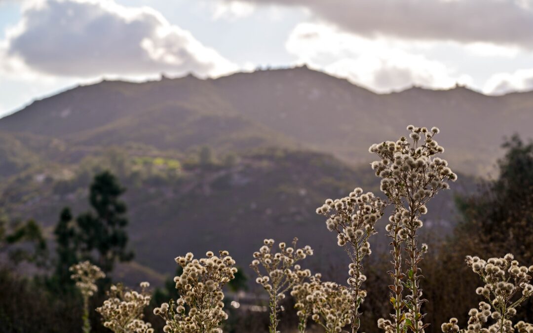 Rebuild, Restore, Remain: Philanthropy’s Role in Ensuring Equitable Recovery after L.A.’s FiresJasmin Shupper Founder and CEO, Greenline Housing Foundation