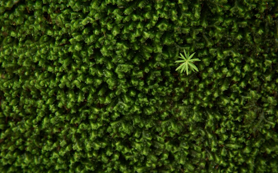 Reimagining Reporting, Part 1: Insights From the FieldAlice Mei Manager, Assessment and Advisory Services, CEPNina Groleger Senior Analyst, Assessment and Advisory Services, CEP